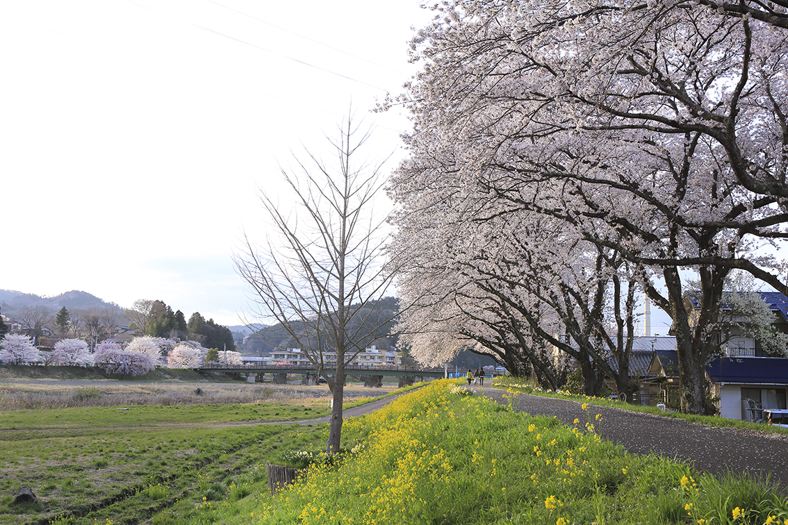 久慈川サイクリングロードの桜