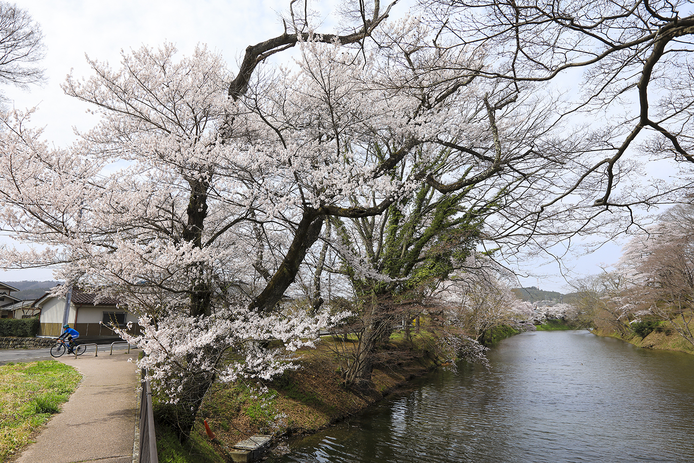 棚倉城跡の桜