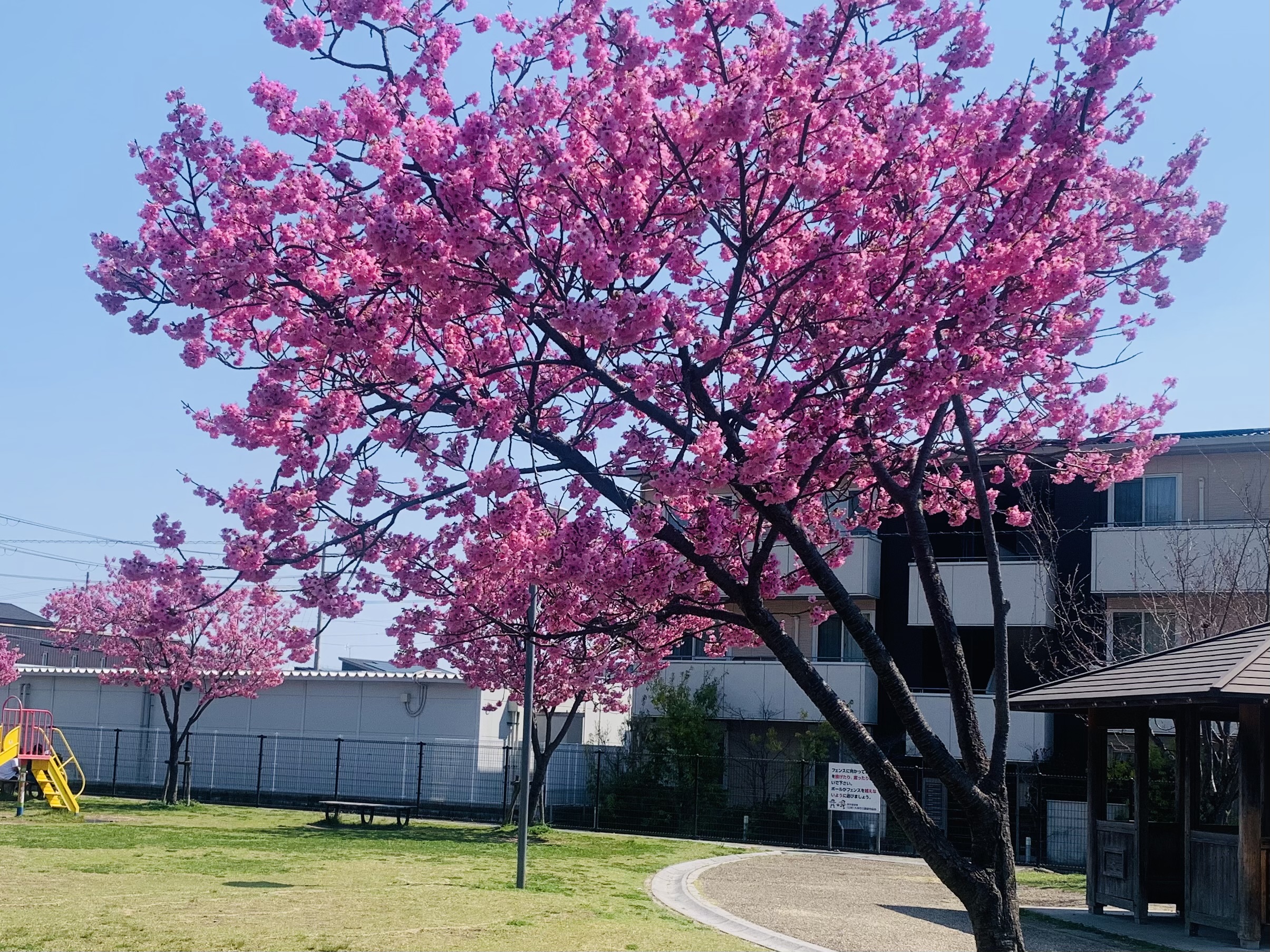 平安時代に滋賀郡の郡司を務めた六歌仙の一人、大友（大伴）黒主ゆかりの「大友桜公園」