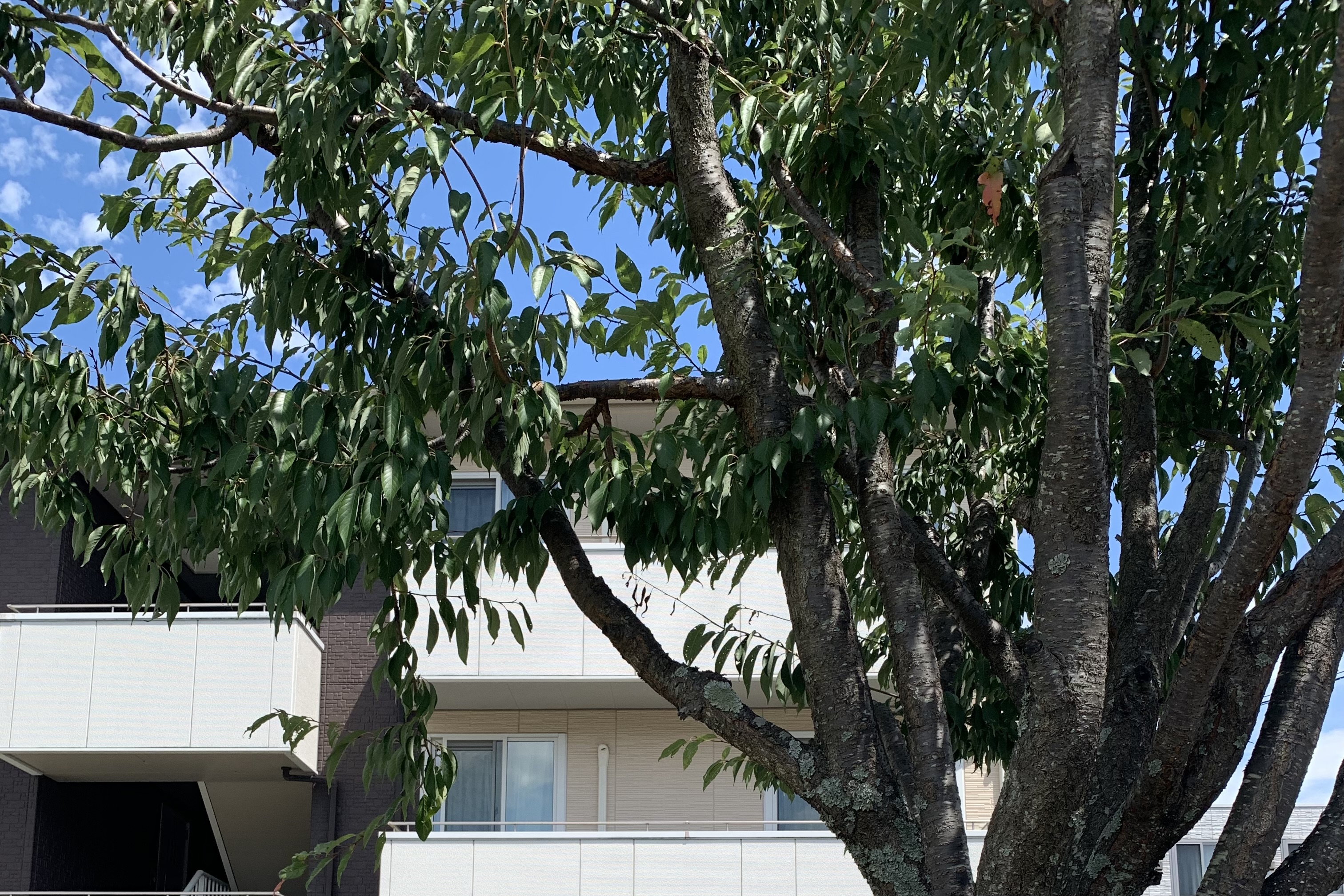 平安時代に滋賀郡の郡司を務めた六歌仙の一人、大友（大伴）黒主ゆかりの桜。「大友桜公園」として整備された