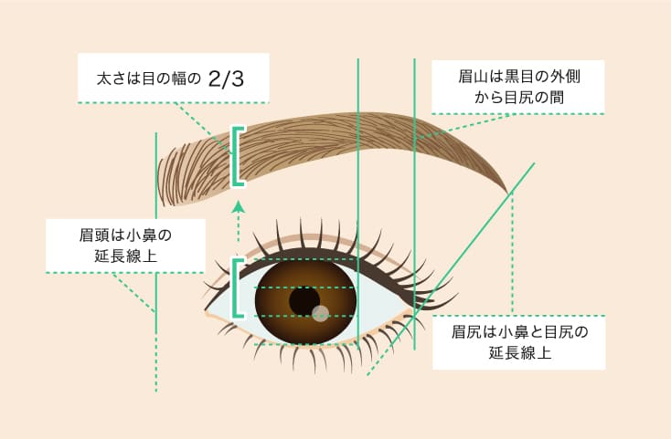 眉毛アートメイクの黄金比