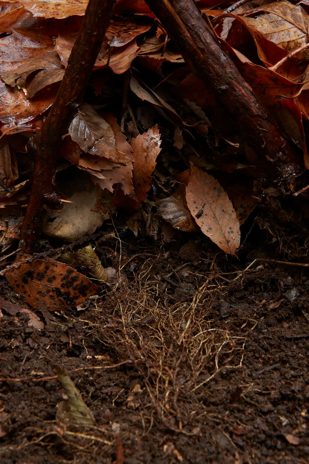 Photo of the soil.  Decomposition is finished and roots are growing.