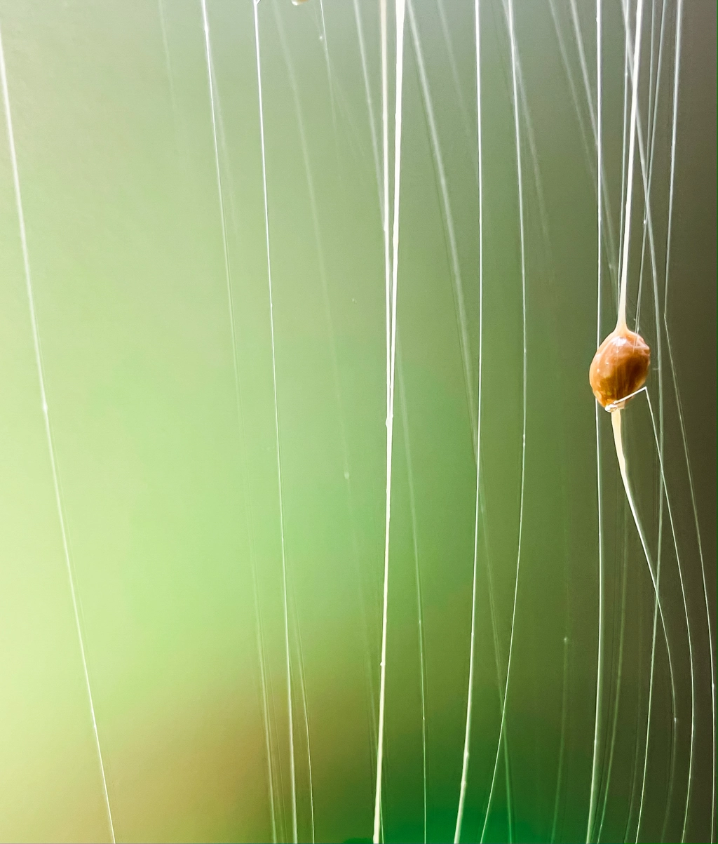 Artwork showing a natto bean suspended in the air via sticky natto strands. The sticky strands continue from the top to the bottom of the image.