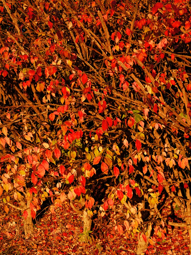 赤い日の光に照らされた紅葉が密集した写真。葉は鮮やかな赤色とオレンジ色が混在していて地面は落葉で覆われている。