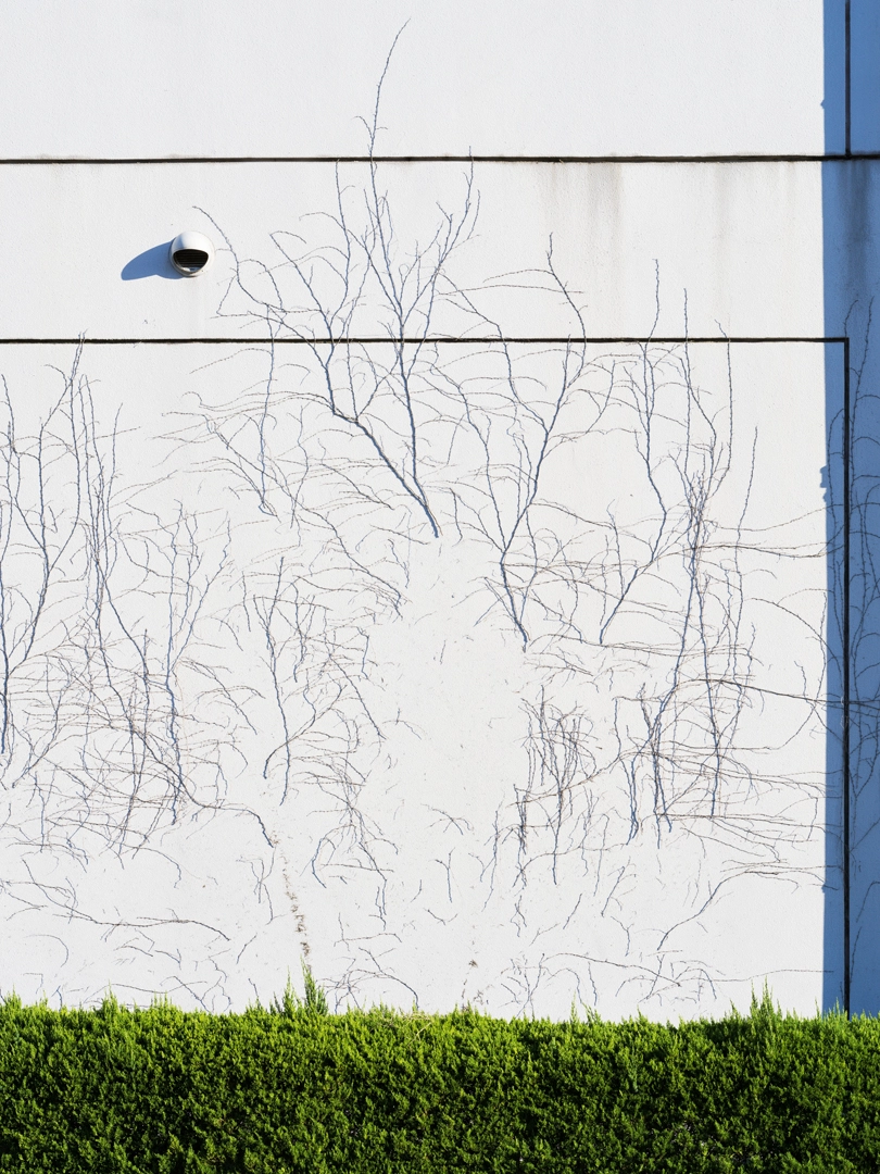 Photo of a white wall and countless thin branches. The branches are broken at various points and attached to the wall, making it look as if they were drawn directly on the white wall. There is a small white ventilation opening in the wall. A manicured green hedge grows from the ground in front of the wall.