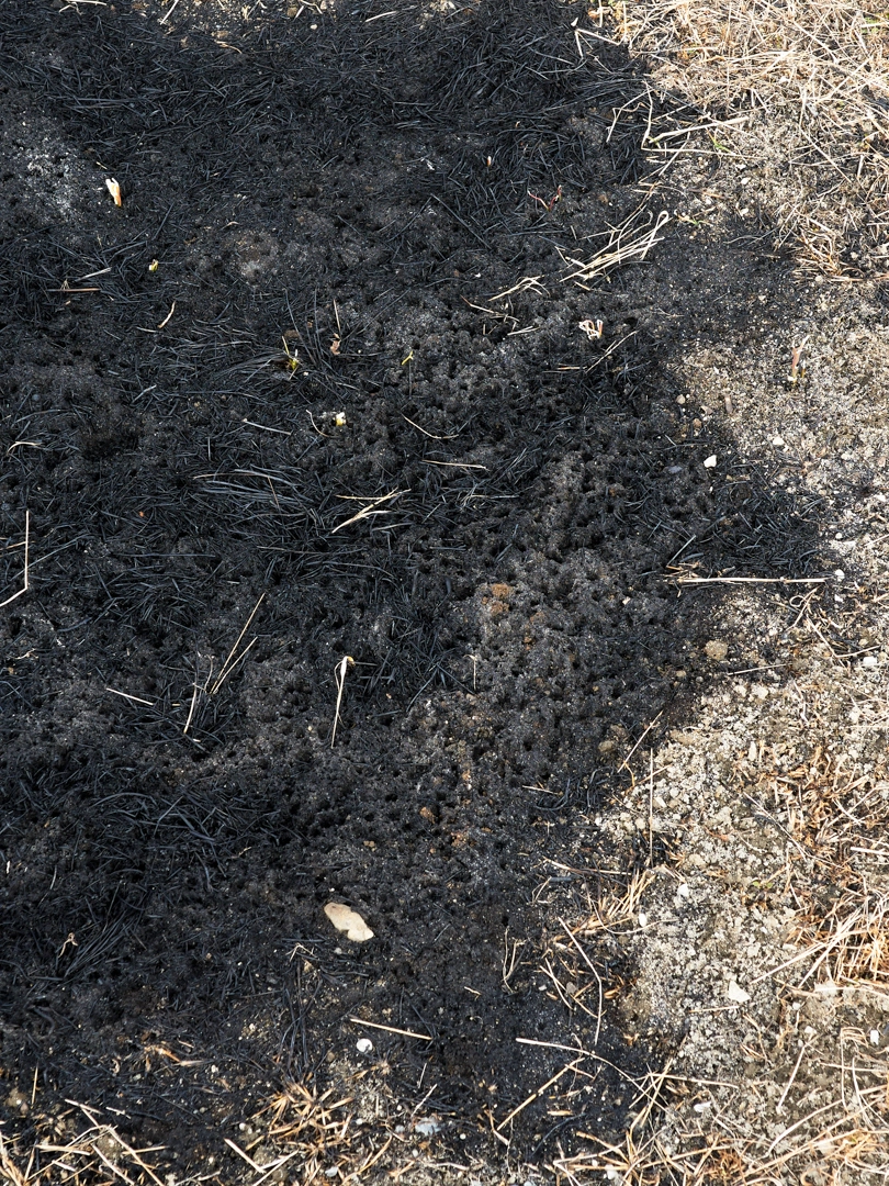 Photo of ground where dark soil and dry grass intermingle. The soil looks slightly damp, with a porous and soft texture. Although the dry grass dots the surface of the soil, it appears that the soil is encroaching on the dry grass.