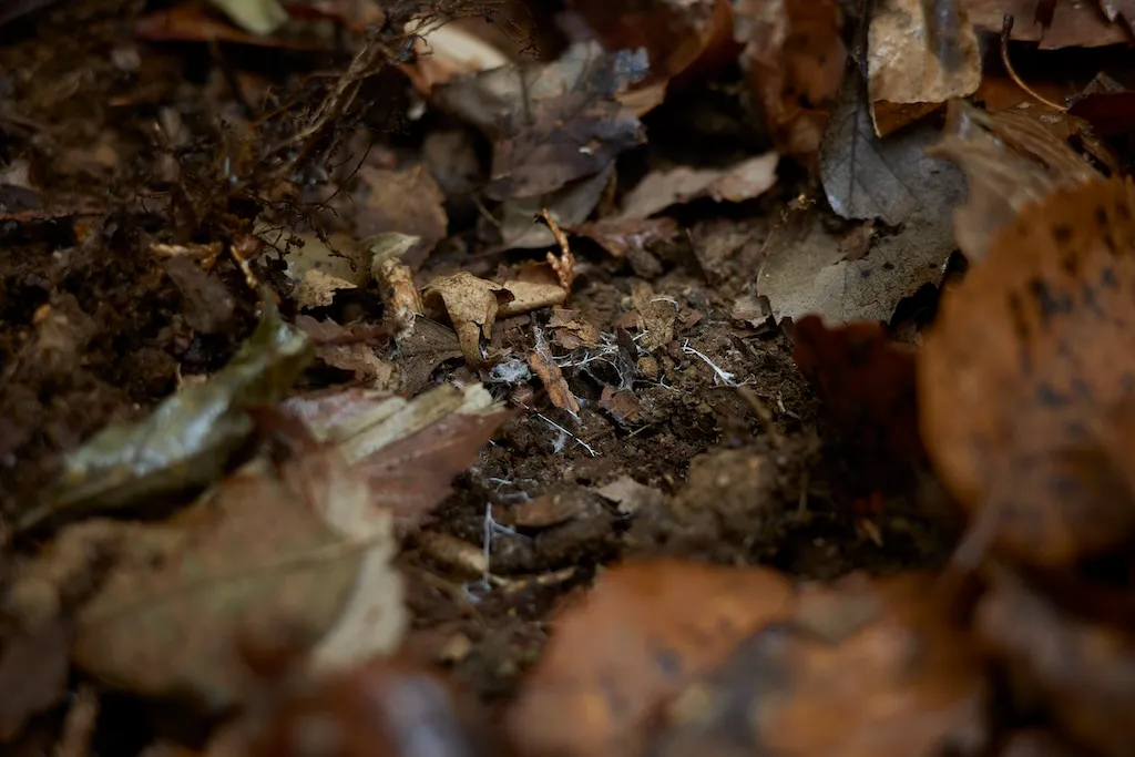 Close-up of the soil dug up by Mr. Izawa. In the center of the soil is a white mycelium that looks like lint.