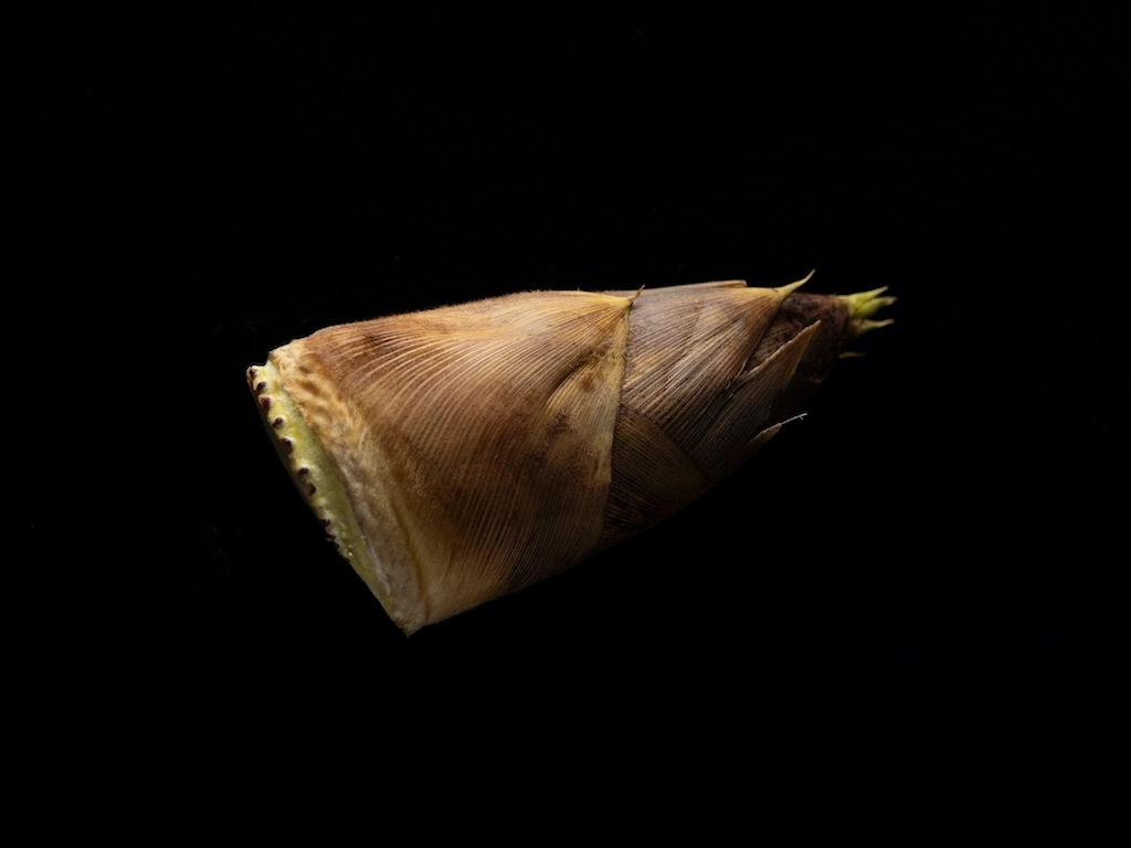 A bamboo shoot placed on its side against a black background.