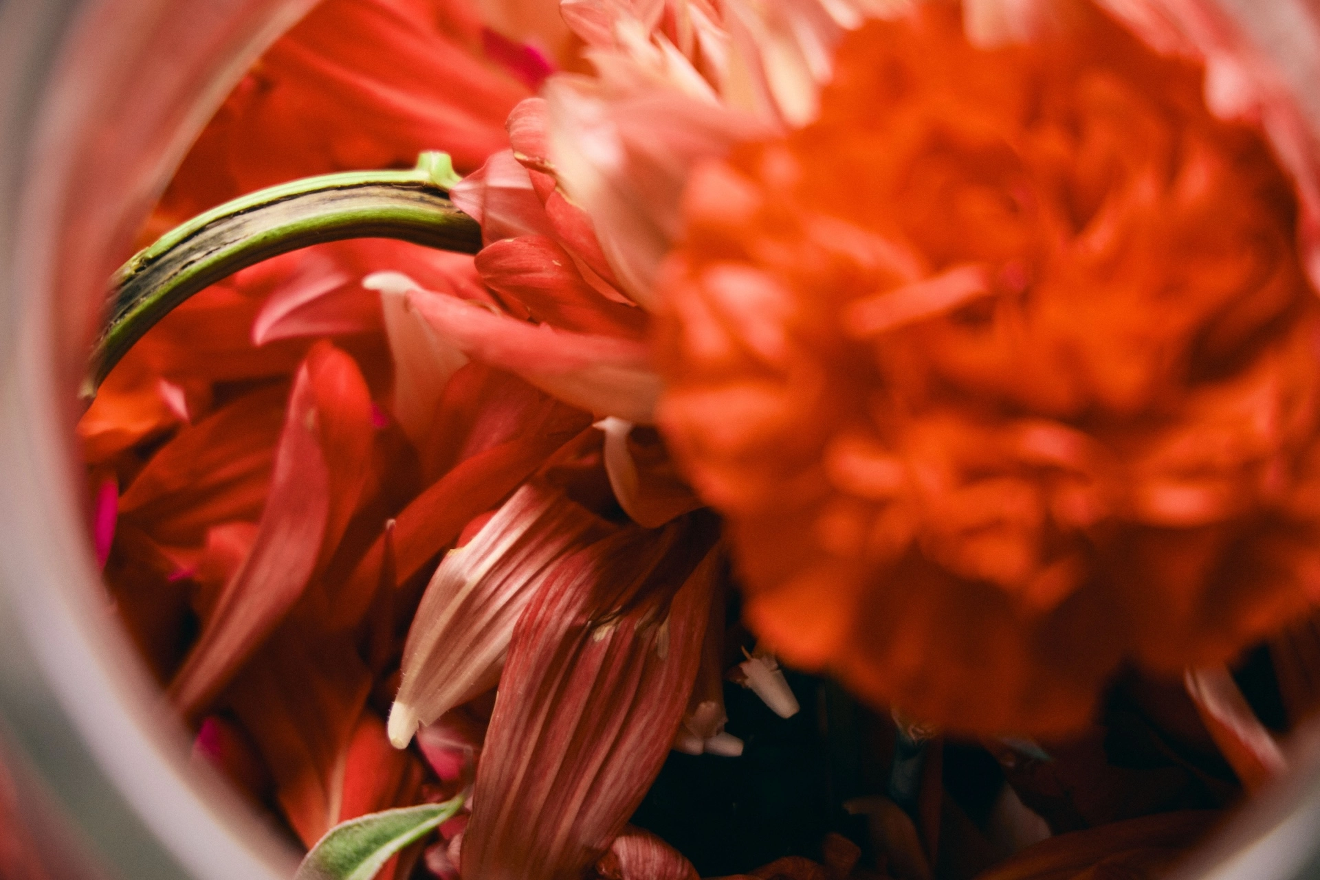 ガラス容器の中に詰められた赤い花のアレンジメントのクローズアップ写真。