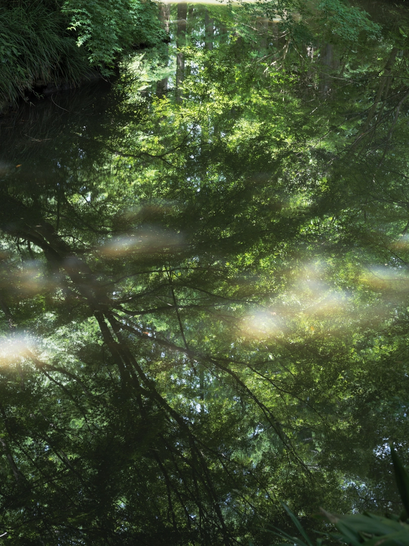 Photo showing sunlight shining through the branches of lush green trees.