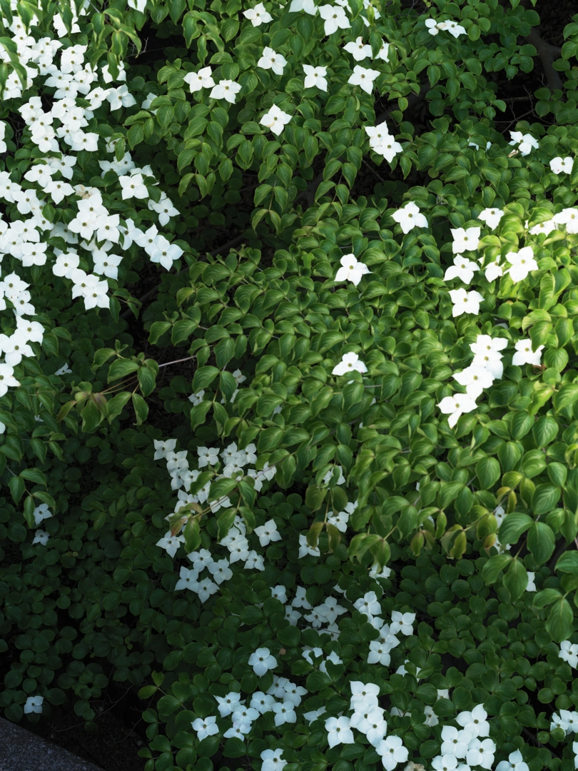 Photo of plants taken from a bird's-eye view. Dense, glossy green leaves grow, among which numerous white flowers blossom.