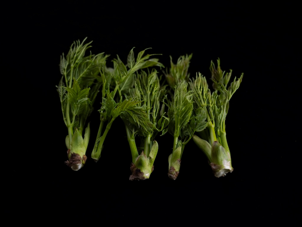 Five fatsia sprouts of various sizes against a black background.