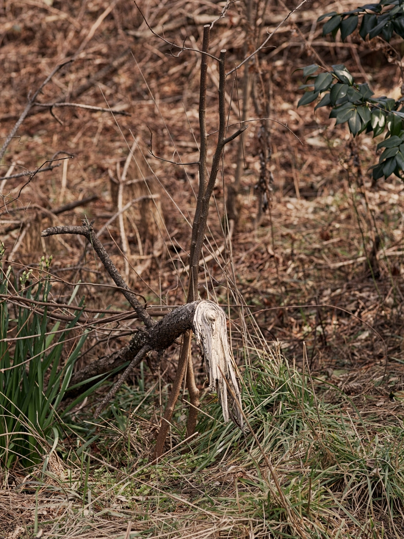 Photo of a fallen branch among dry, brown grass. The fallen branch is supported by the trunk of a thin plant, causing one end to lift up in the air. The broken section is white and features tens of tree rings. Part of the broken section droops downward.