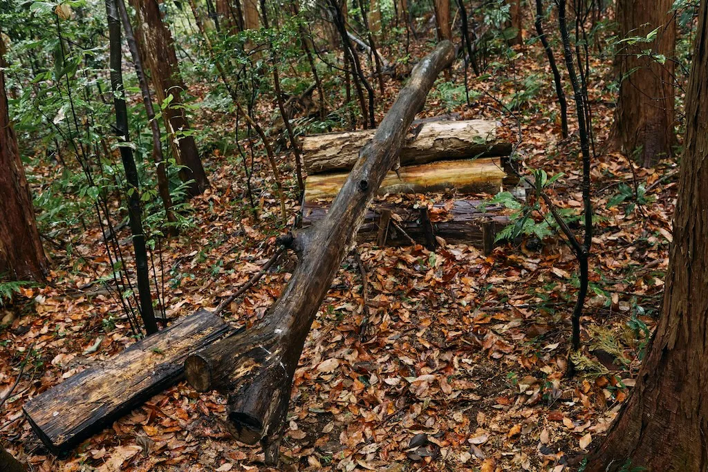 Self-made seesaw that Mr.Izawa made with logs from the forest.