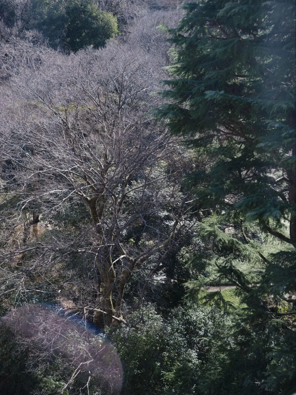 Photo of the trees visible outside the lab window. The deep green trees and the almost pink tree whose leaves have fallen overlap to create a beautiful contrast.