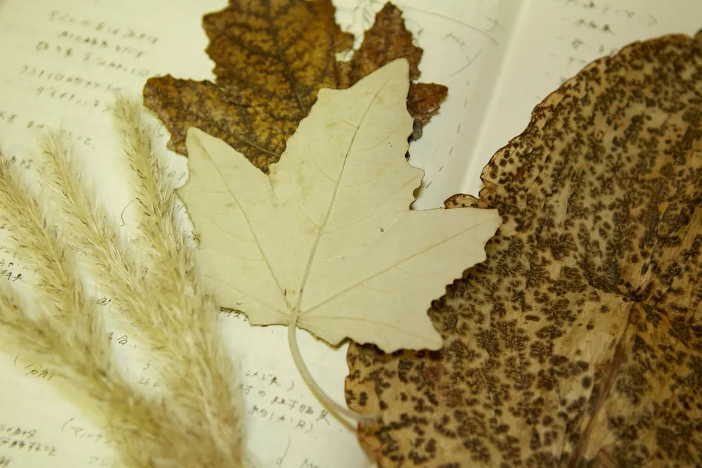 Fallen leaves picked up in the forest are placed on a notepad. From left to right, dried cogongrass, silver poplar, and ​​plantain lily are lined up.