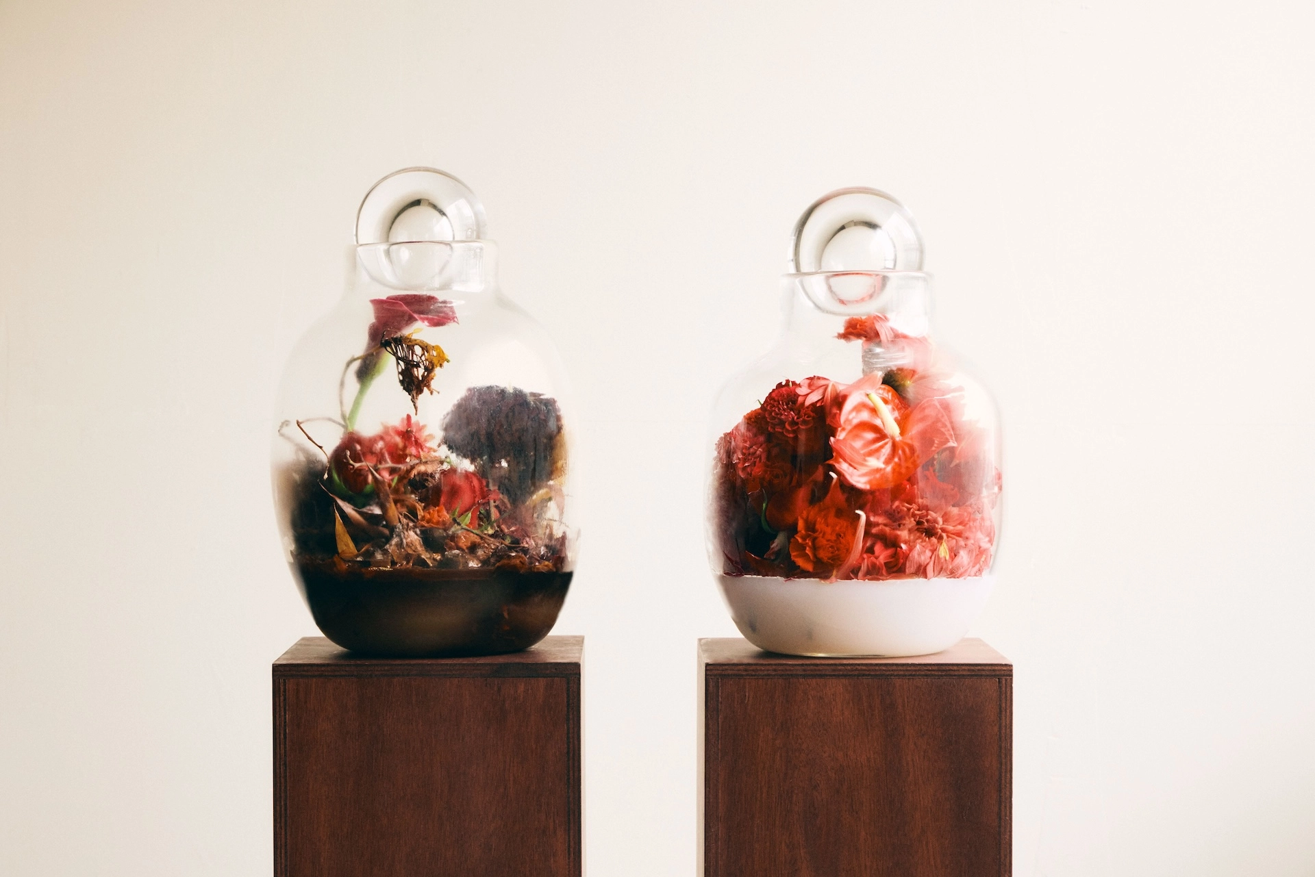 Arrangement of red flowers in two glass vessels. The vessel on the left holds withered flowers and leaves, and the container on the right is filled with vibrant red flowers. Both vessels are placed on wooden platforms.