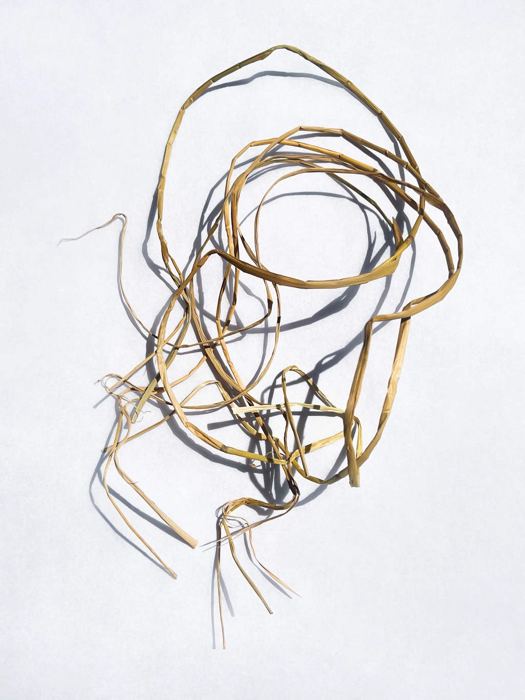 Artwork created by untying the straw used when making natto and placing it at random on a white background. The photo was taken using bright light, which has resulted in clear shadows.