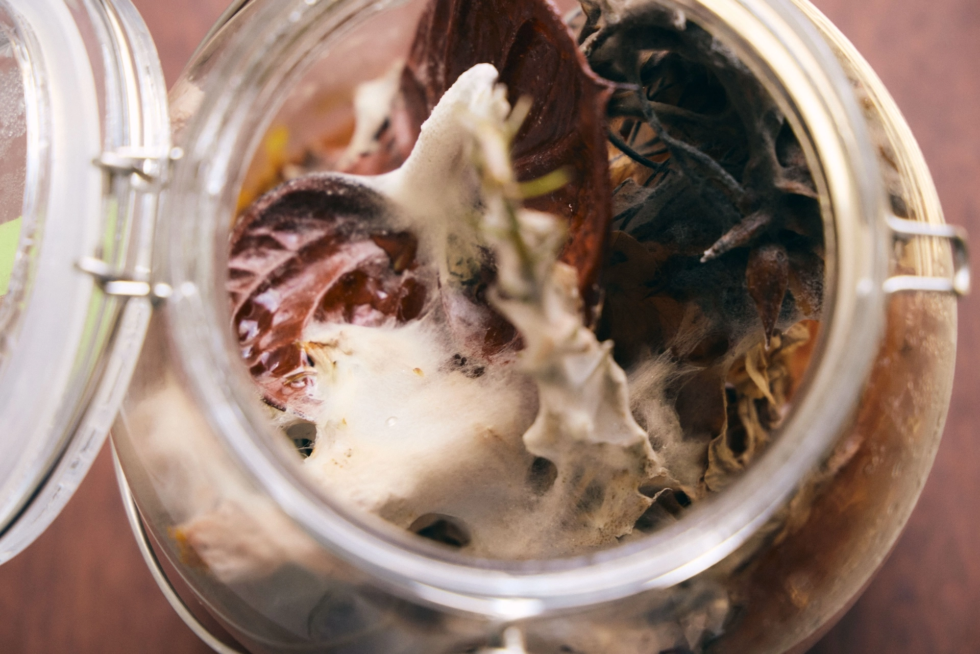 Wilted brown flowers and leaves with filamentous fungi are visible in the glass vessel.