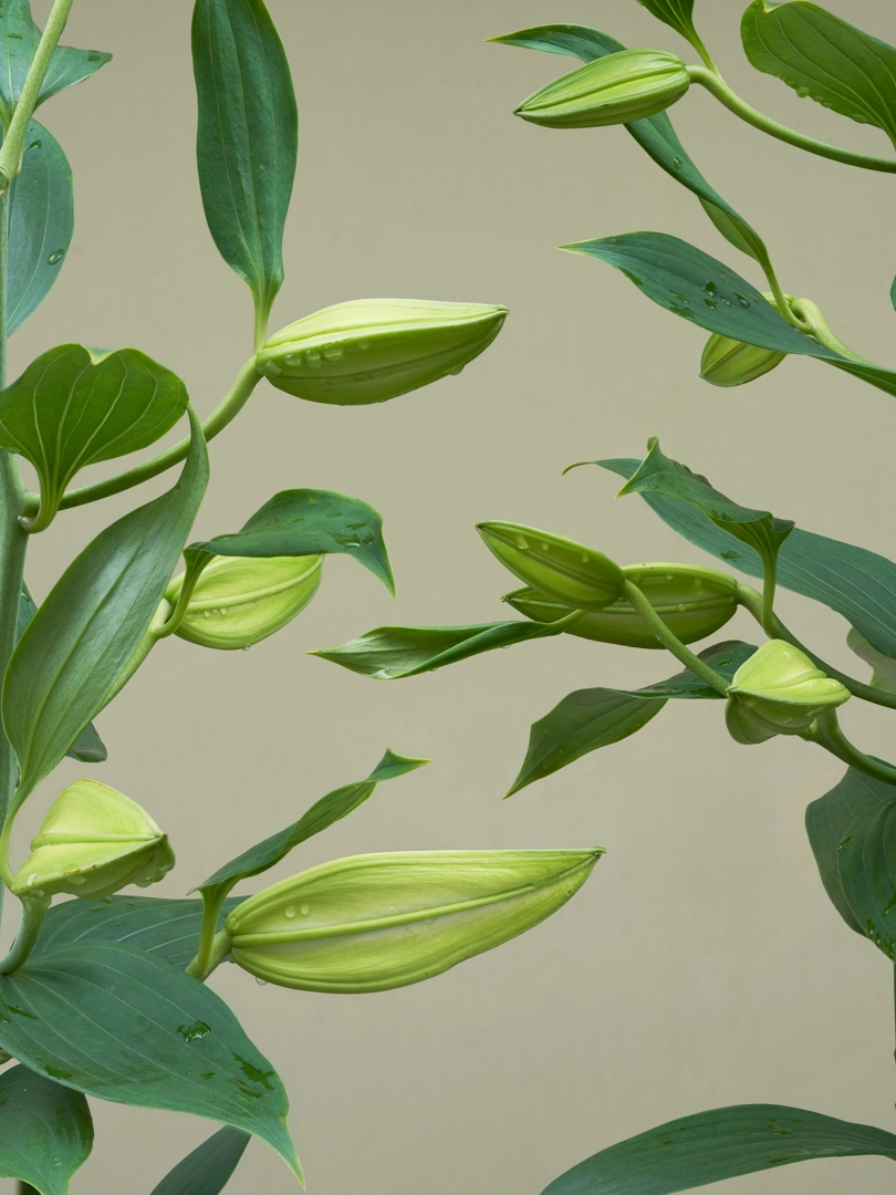 淡い緑色の背景に折り重なって生い茂る緑色の植物の写真。葉と花のつぼみにはところどころ水滴が付着している。