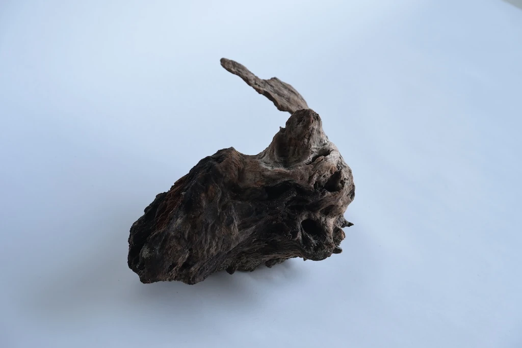 Picture of dark brown driftwood. It has a semi-circular shape and is generally rugged with some areas that look like spines. The tips are thin.