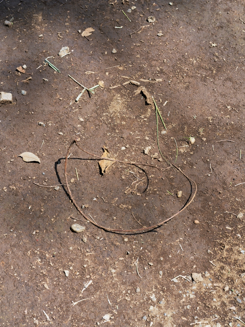 Photo showing a long, thin, linear branch that has fallen in a circle pattern in the center of a patch of soil whose surface is dotted with pebbles. One end of the branch is green while the other is withered and dry.