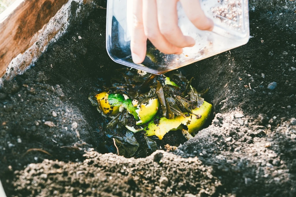 A photo of finely shredded mandarin orange peels and the outgrowth of bancha tea being dumped into the black soil that is the compost.