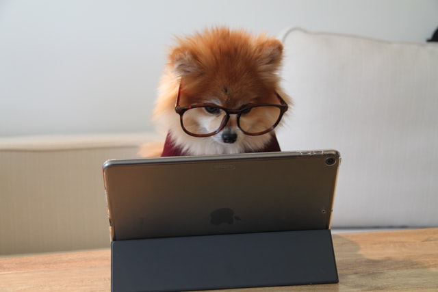 オンライン指導をしている犬