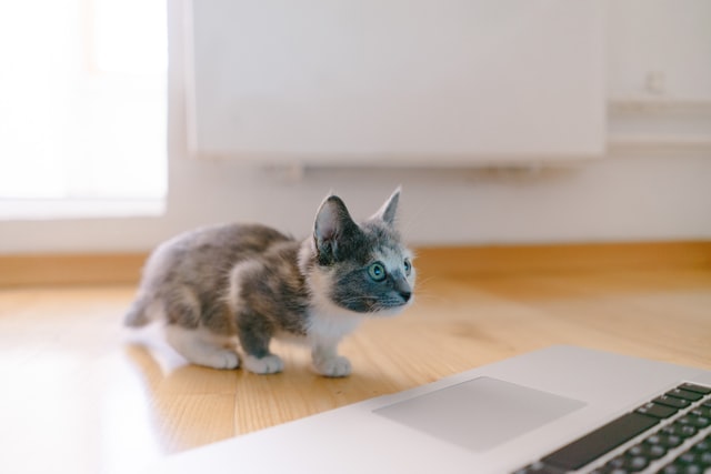 パソコンを見つめる子猫