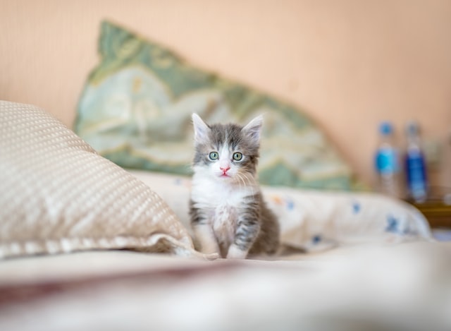 こちらをみつめる子ねこ