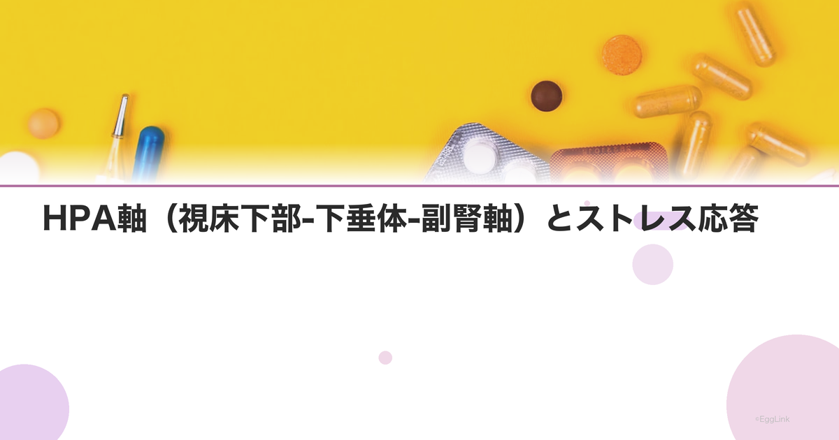 HPA軸(視床下部-下垂体-副腎軸)とストレス応答