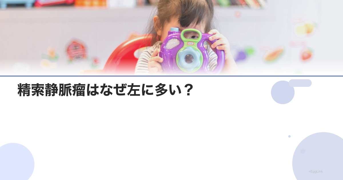 精索静脈瘤はなぜ左に多い?|解剖学的理由
