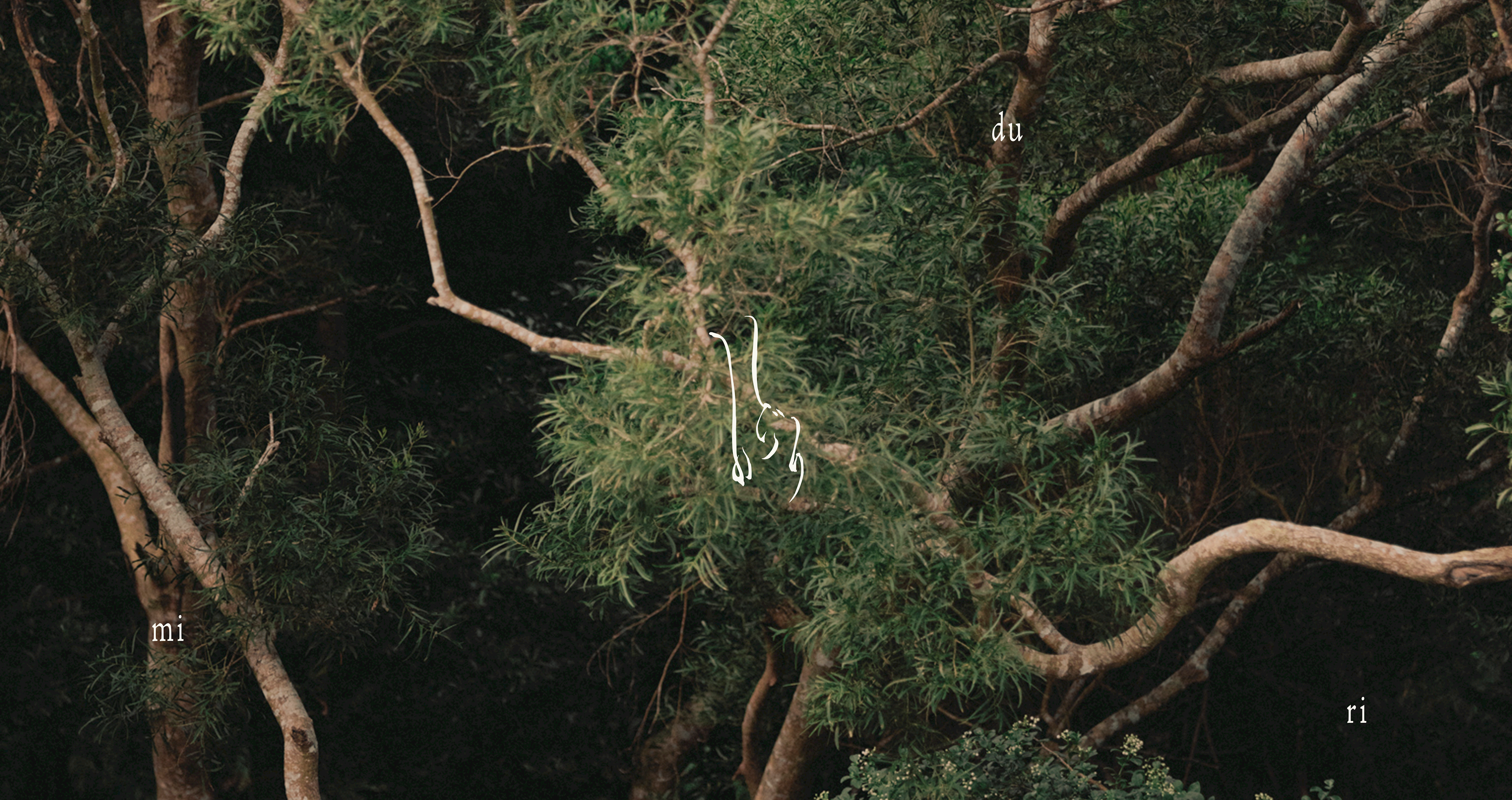 沖縄・今帰仁村の奥深くに一日一組限定のプライベートヴィラ「miduri」が開業予定