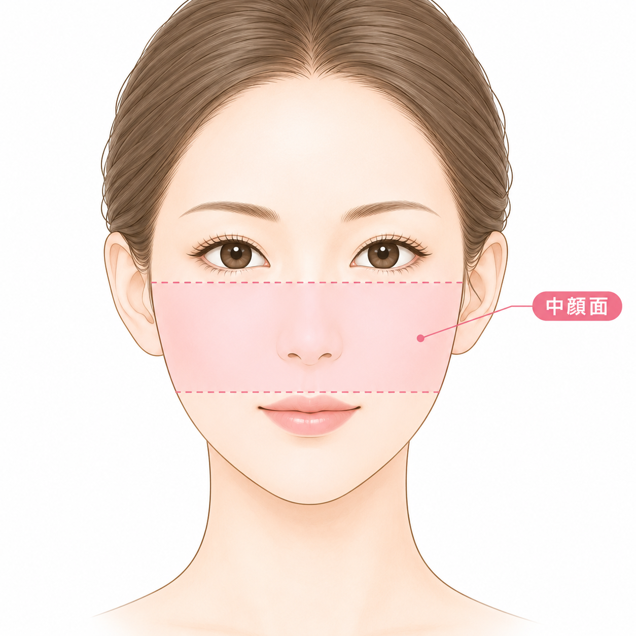 目の下から上唇付近までの中顔面の範囲を示したイラスト