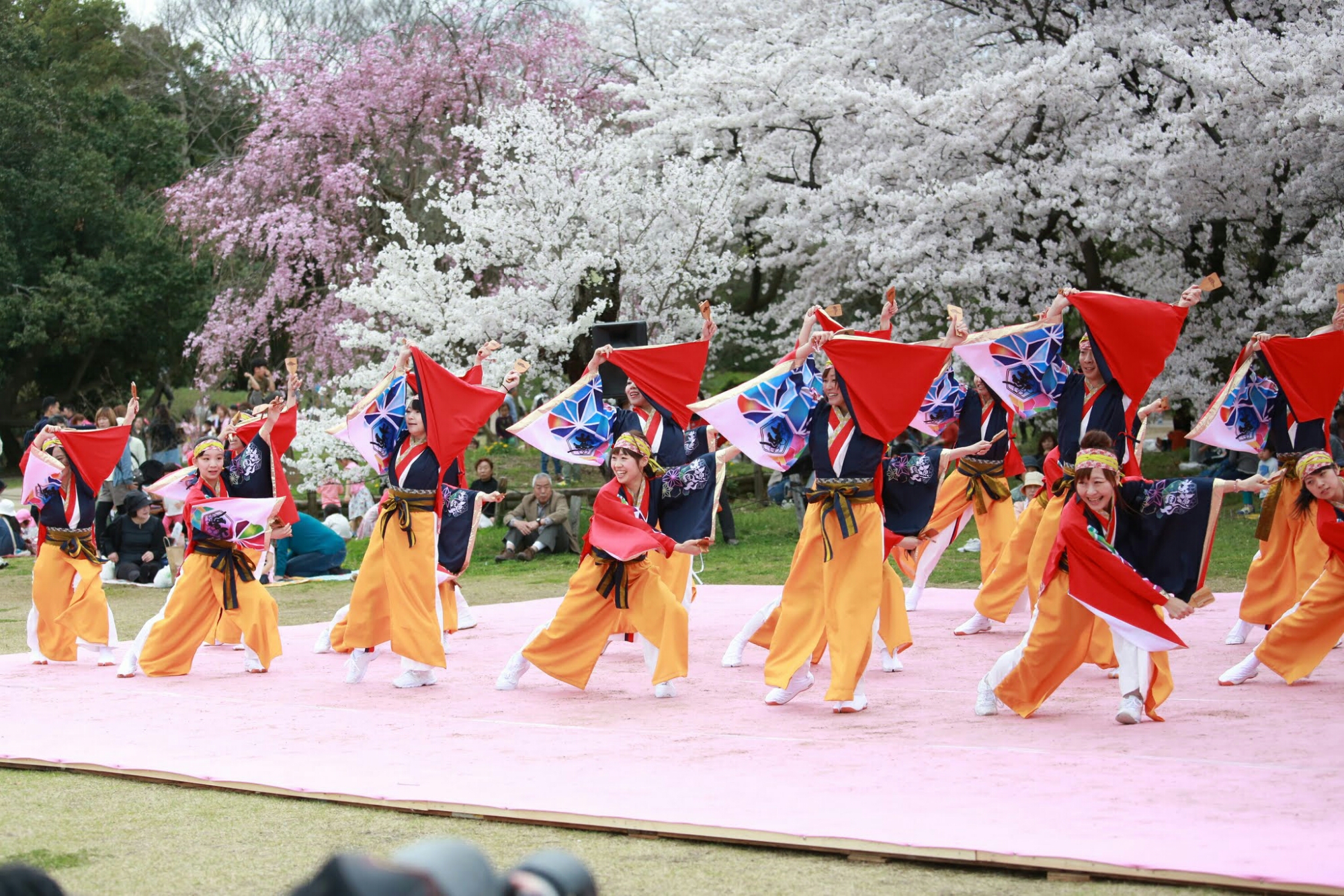 さくよさの府立植物園前会場