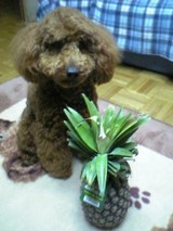 練習日記4月7日（きん）