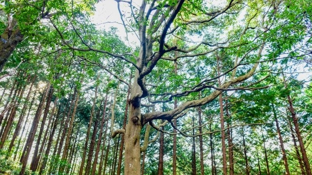 木がたくさん生える森