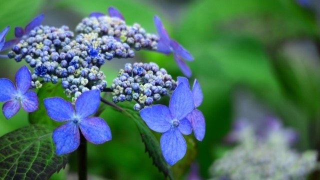 雨に濡れて咲く花