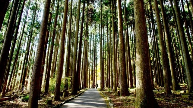 林の中の遊歩道
