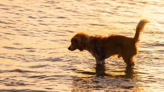 海で迷う犬