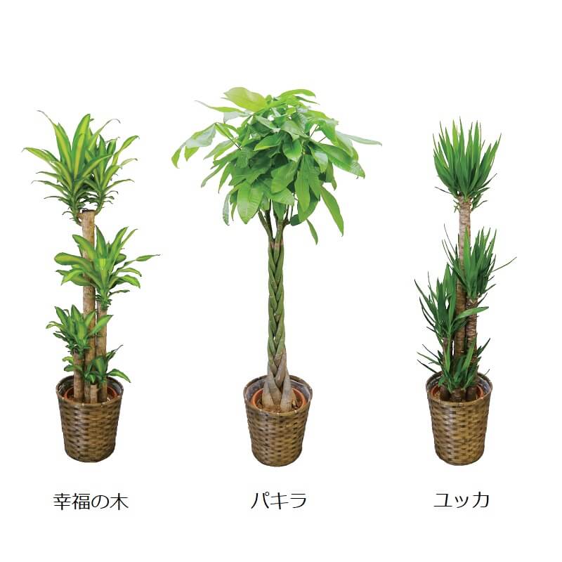 観葉植物の商品画像1