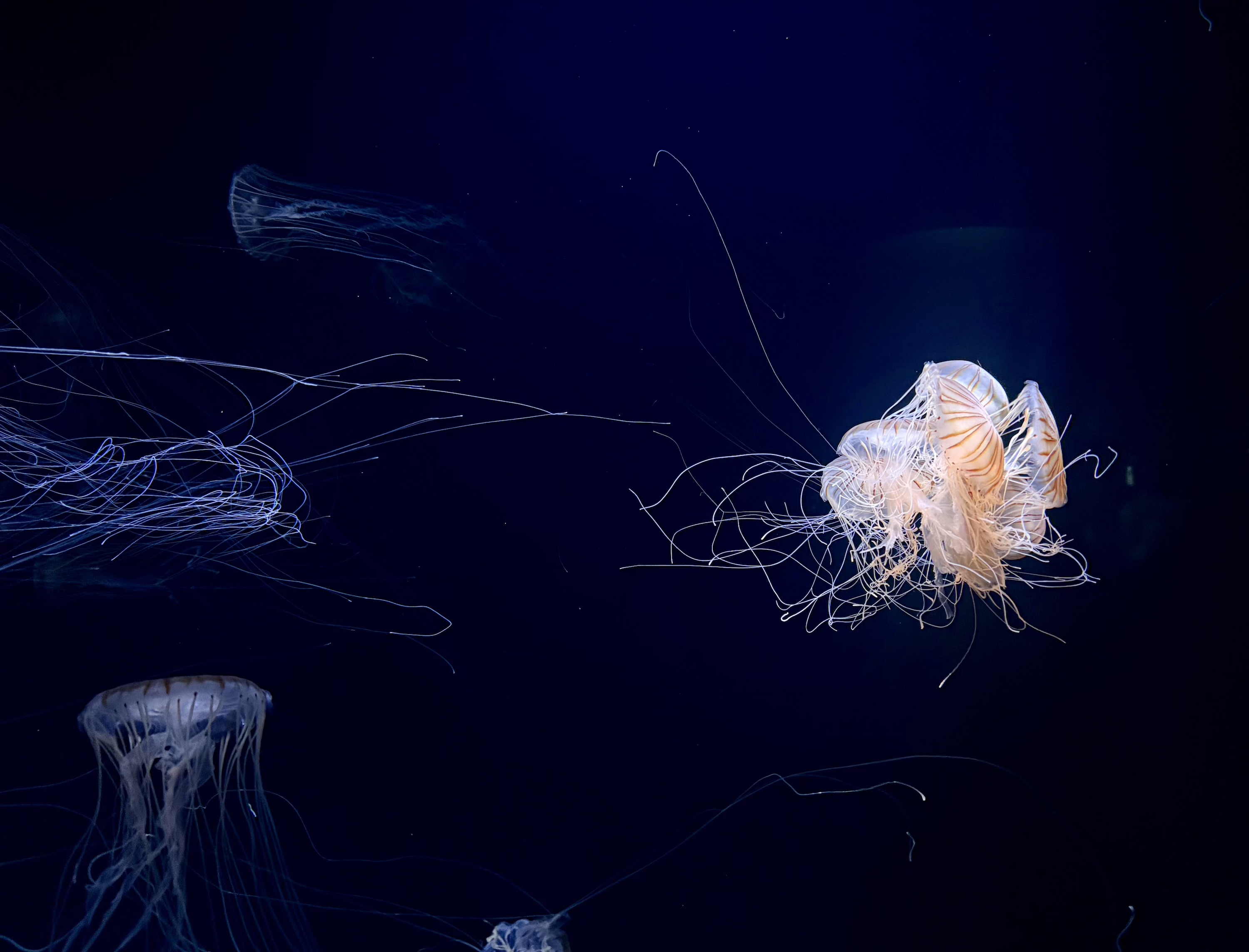 ドラマ制作日誌⑨犠牲