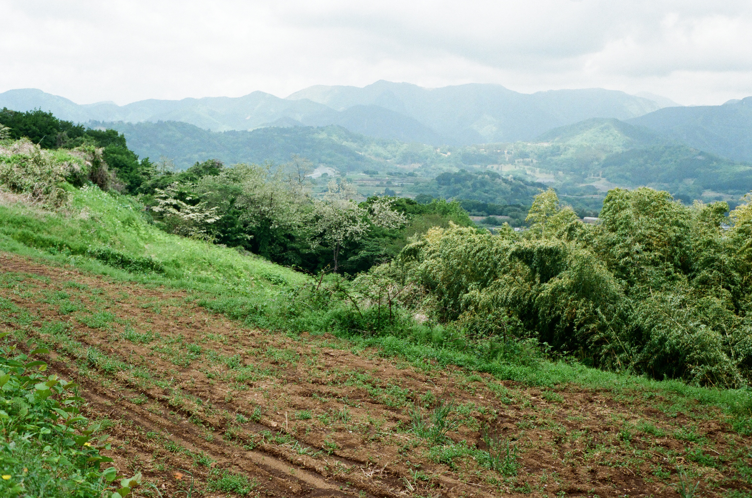 梅干しを買いに、山へ行く