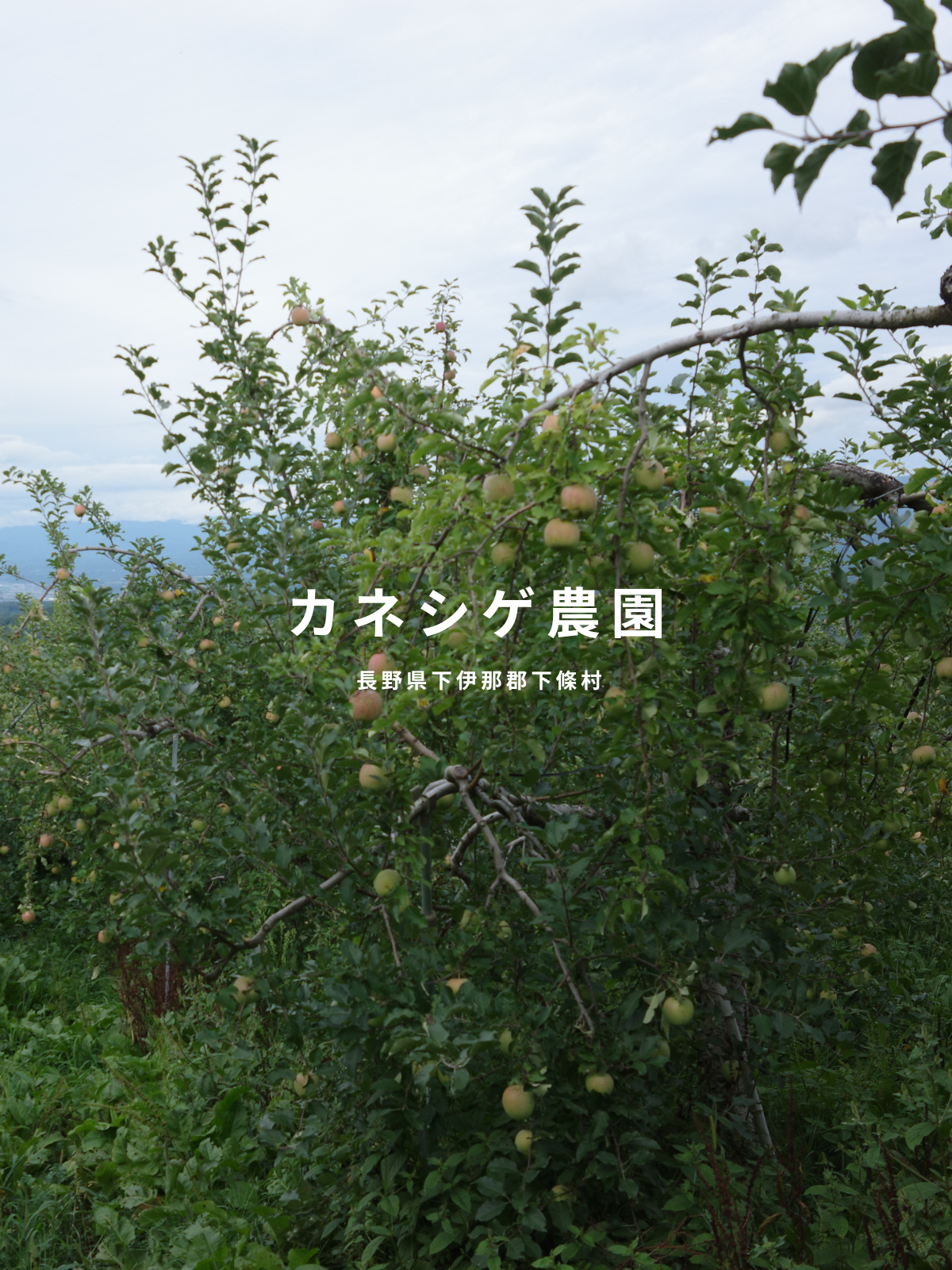 カネシゲ農園