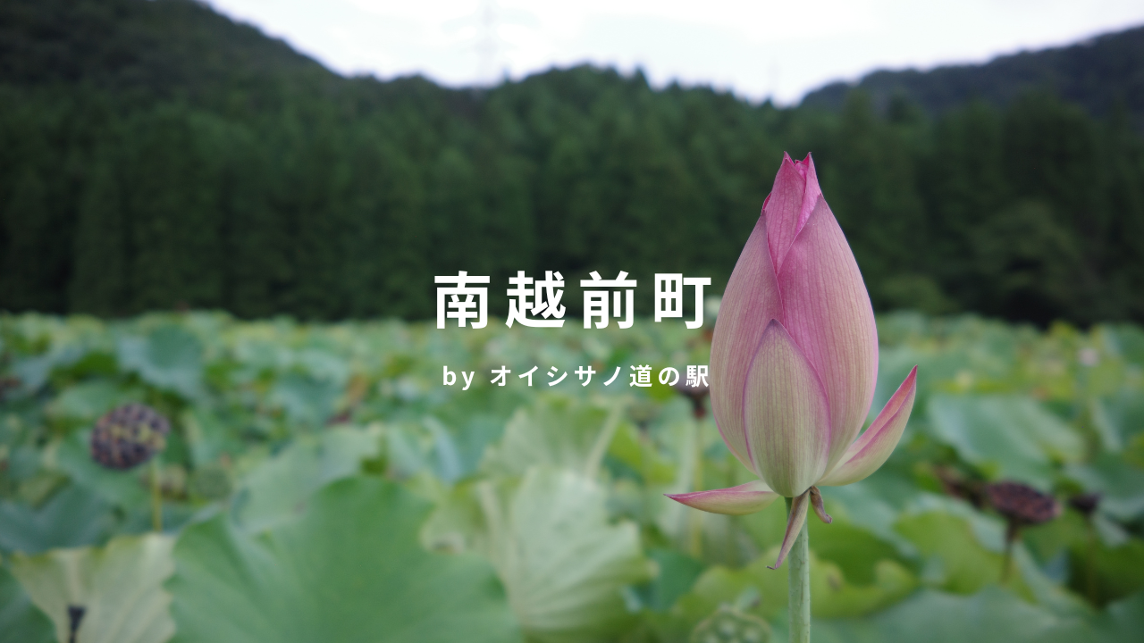 南越前町