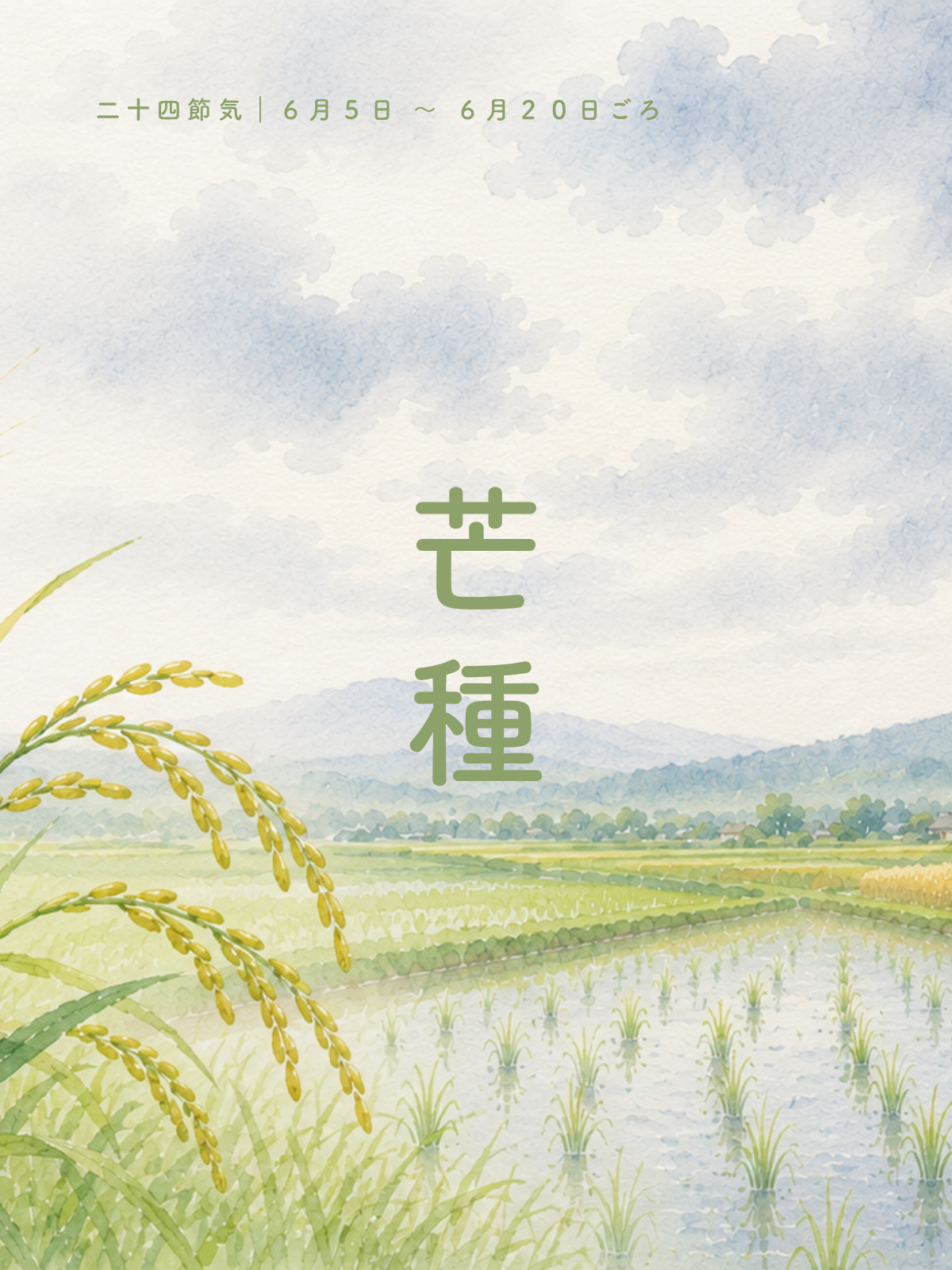 季節のお知らせ｜芒種