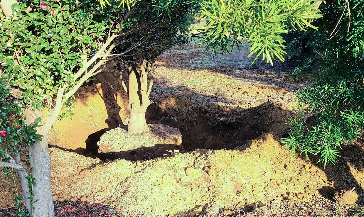植え替えを植木屋さんに依頼するメリット