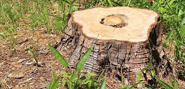 植木屋さんに伐採・抜根サービスを依頼する際の完全ガイド