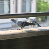 ハト駆除の費用相場と対処法｜鳥獣保護法・ベランダ・自己対処や賃貸の注意点まで解説