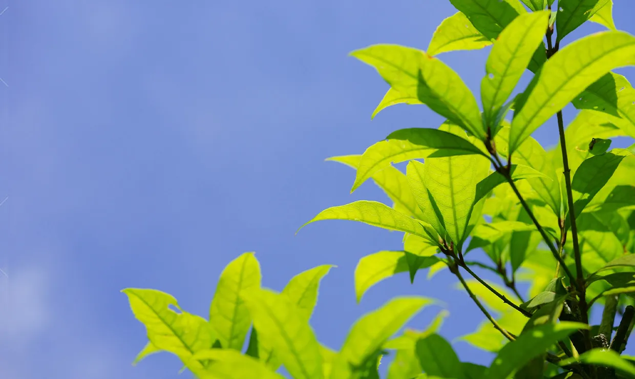植え替えの適切な時期【植物別】